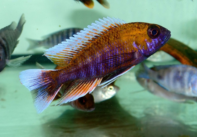 Aulonocara jacobfreibergi 'Otter Point'